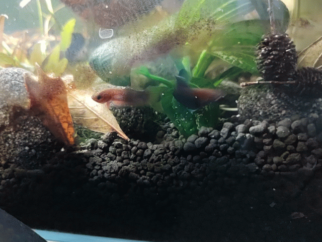 IMG_20210714_181031.gif