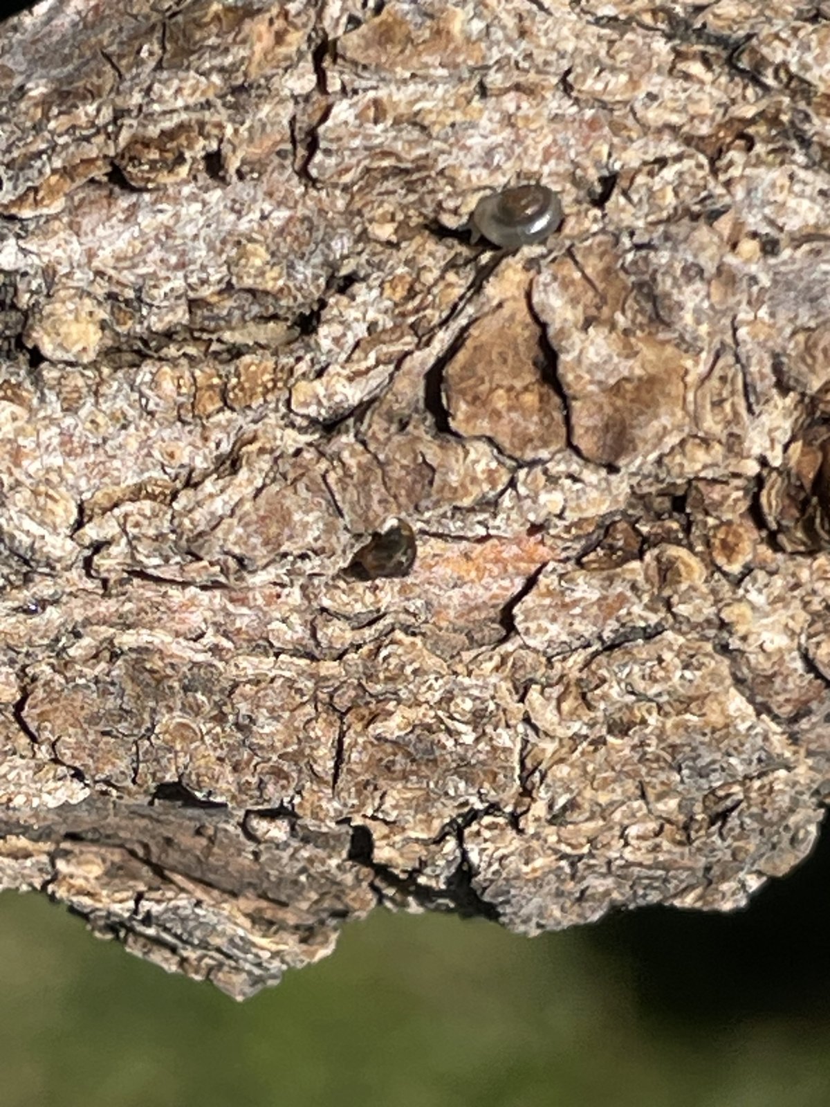 IMG_2046.jpeg