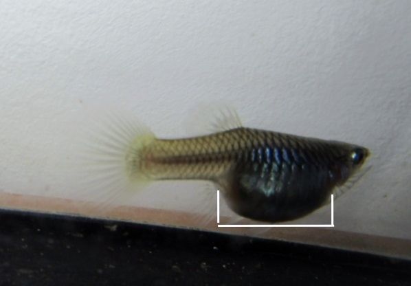 IMG_3191 (640x480) (598x416).jpg