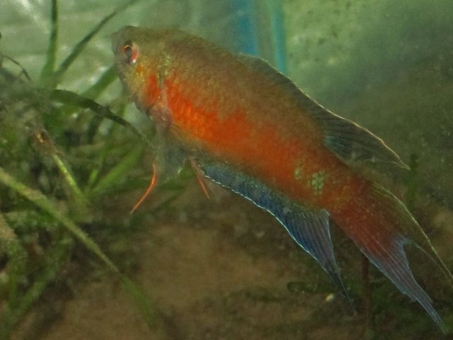 IMG_3836 (640x480) (2) - Copy.jpg