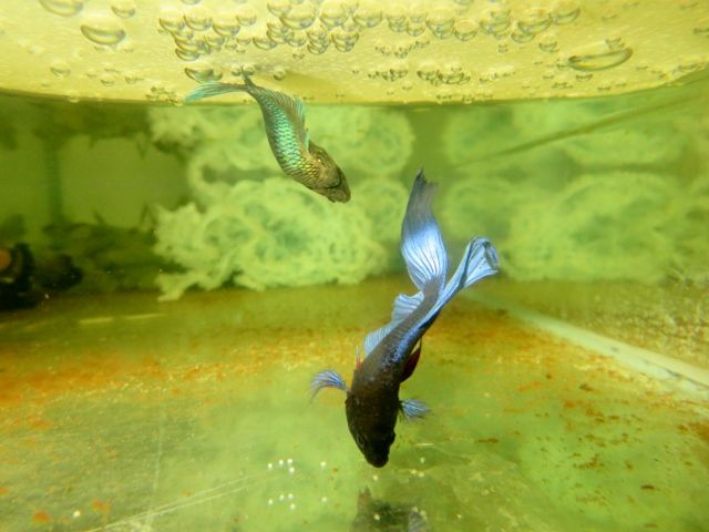 IMG_4396 (640x480) (2).jpg