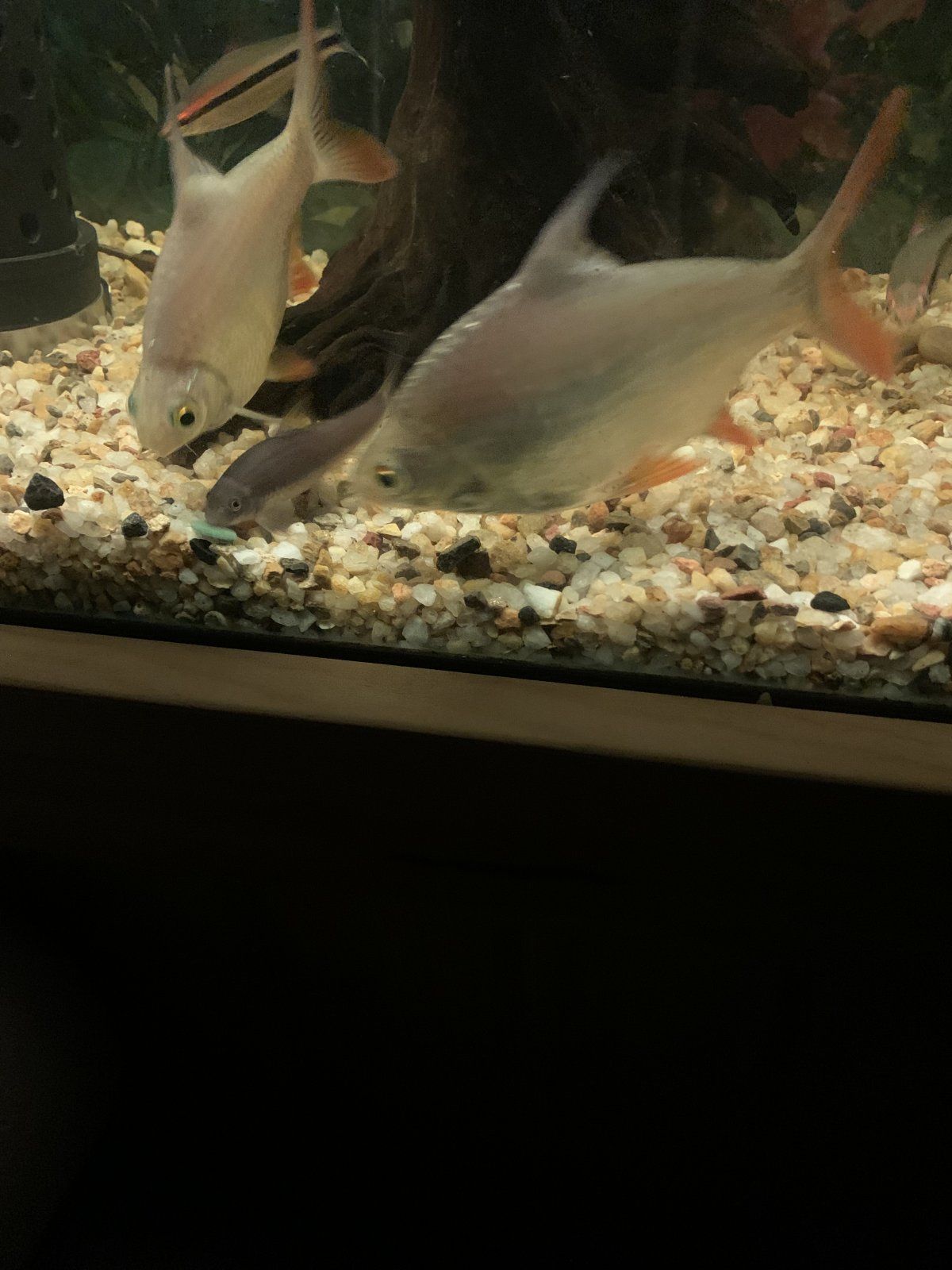 IMG_4622.jpeg