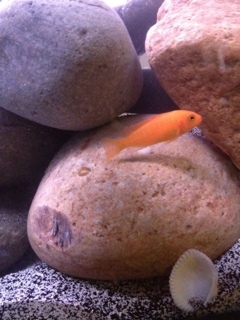 IMG_4629 (480x640).jpg