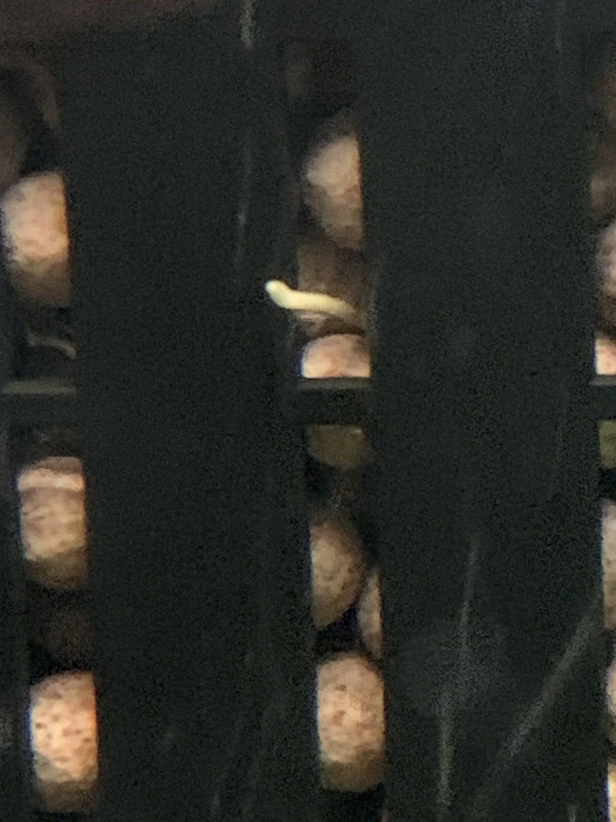 IMG_4663.jpeg