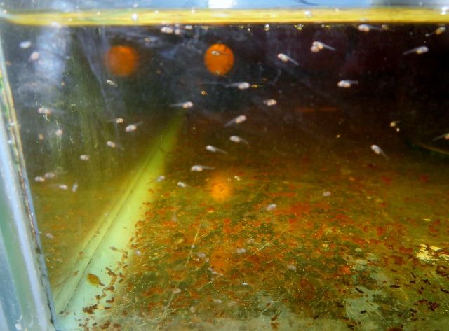 IMG_4723 (640x473).jpg