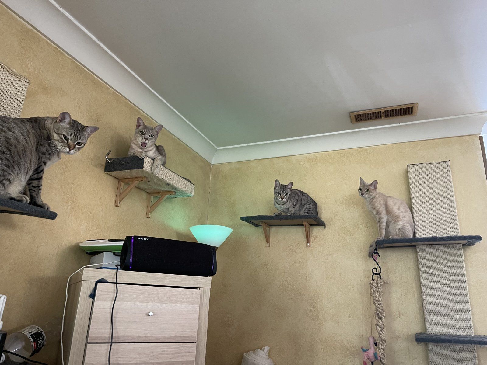 IMG_7500.jpeg