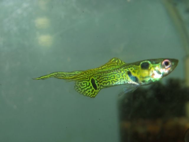 IMG_7558 (640x480).jpg