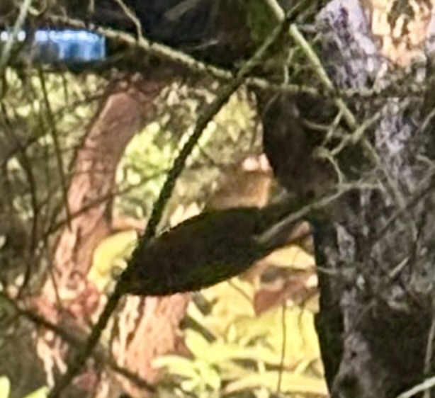 IMG_7911.jpeg