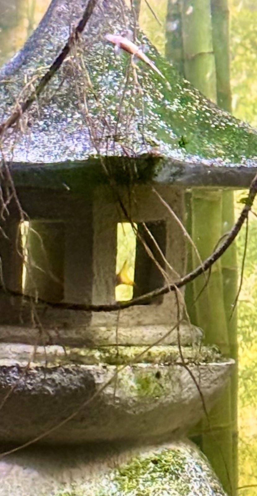 IMG_7918.jpeg