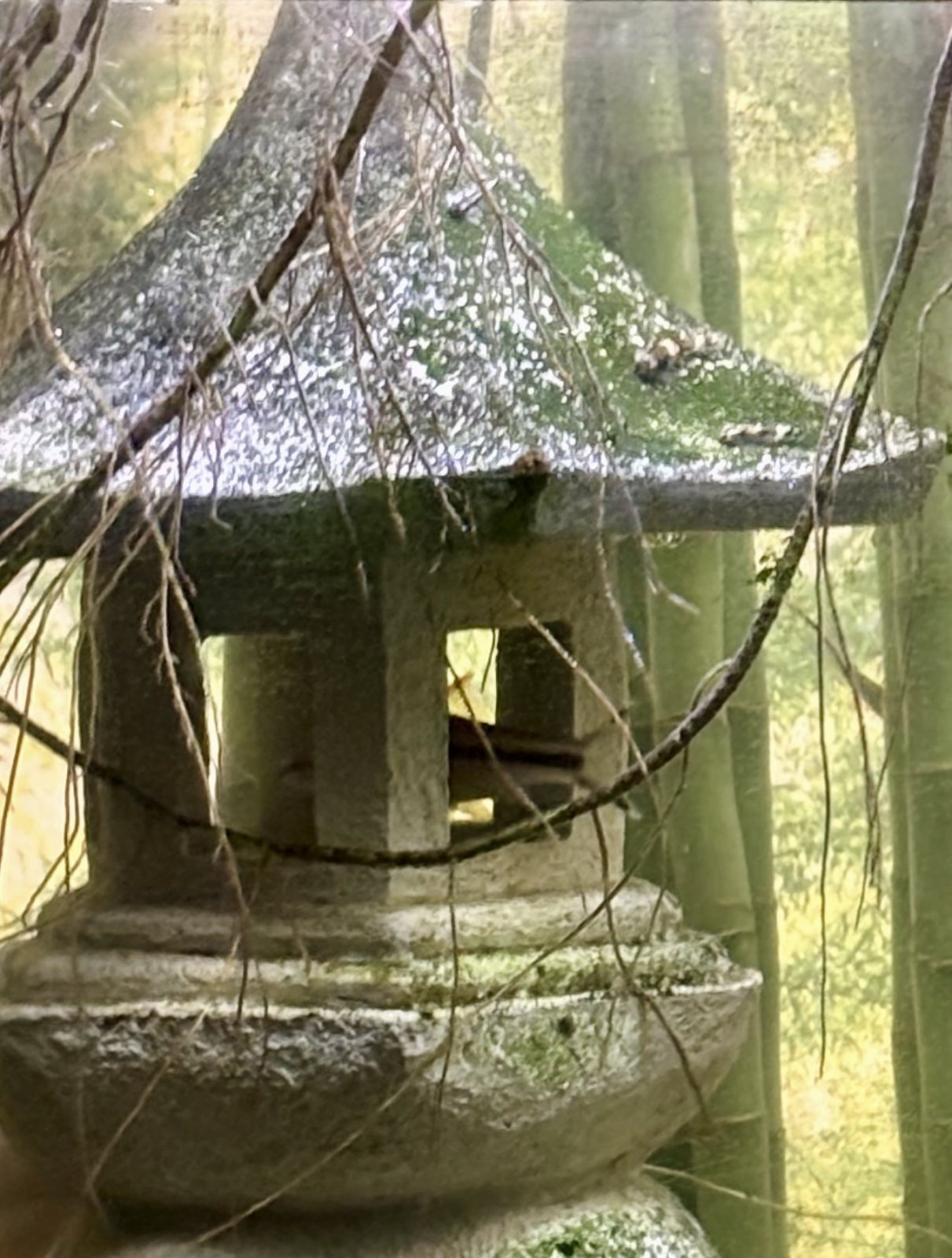 IMG_8039.jpeg