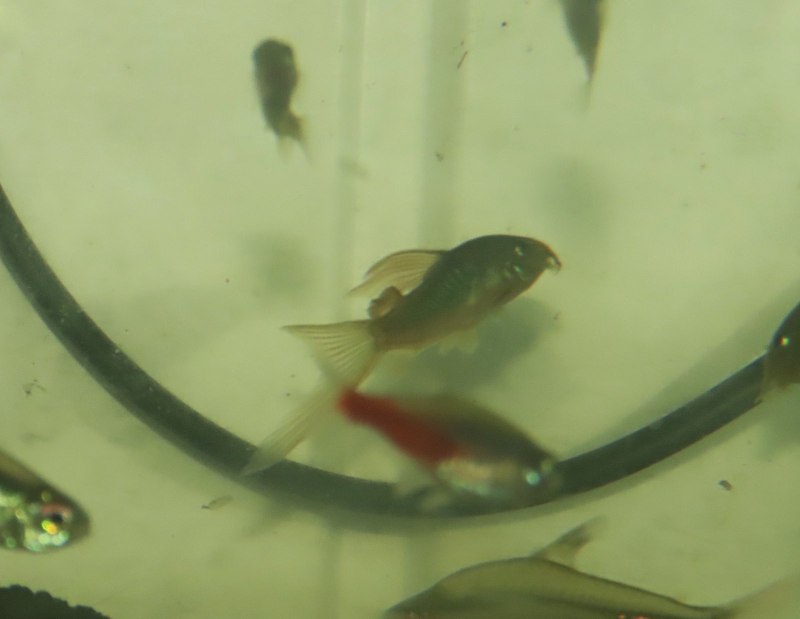 IMG_8106 - Copy - Copy.JPG