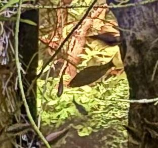 IMG_8121.jpeg