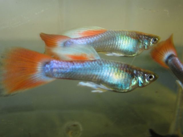 IMG_9111 (640x480).jpg