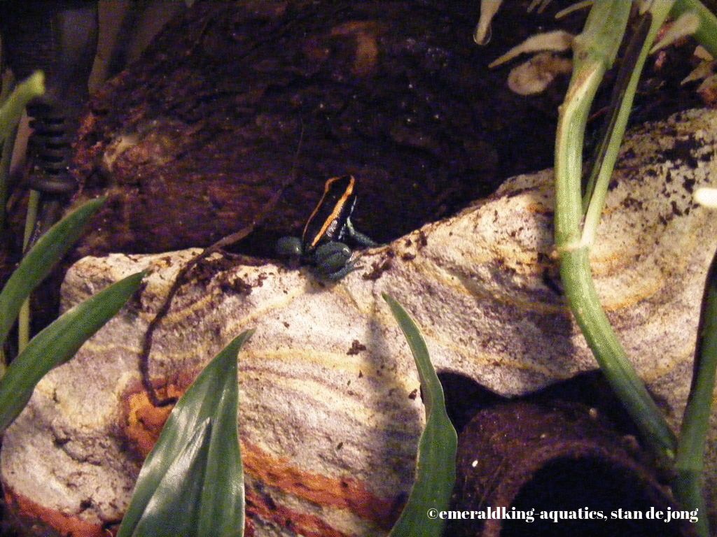 internationaal reptielen en amfibieënbeurs nijmegen 2014 060.jpg