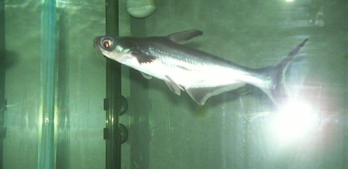 Irredesent_shark.3.jpg