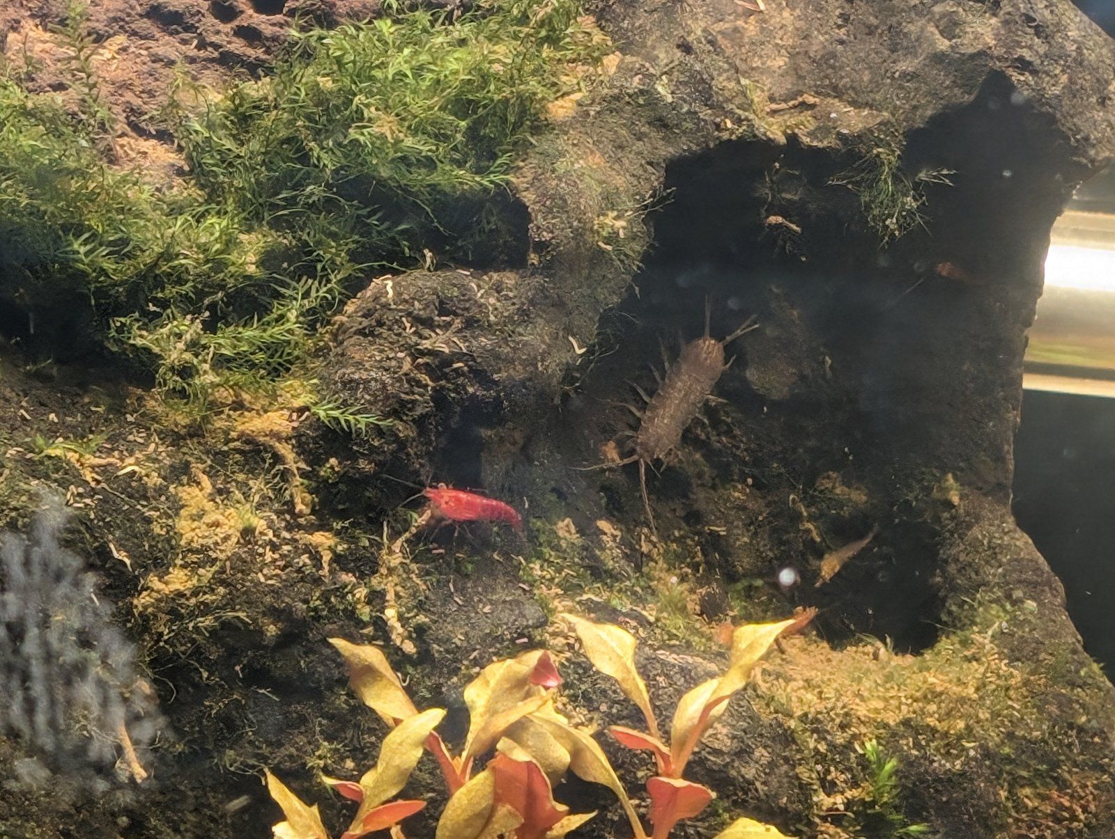 iso and shrimp.jpg