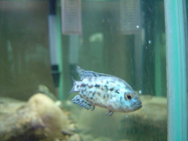 jack_dempsey.jpg