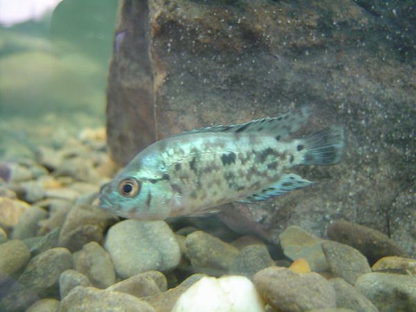 jack_dempsey_2.jpg