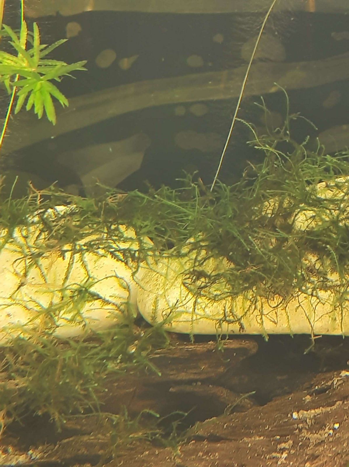 java moss recovery.JPEG