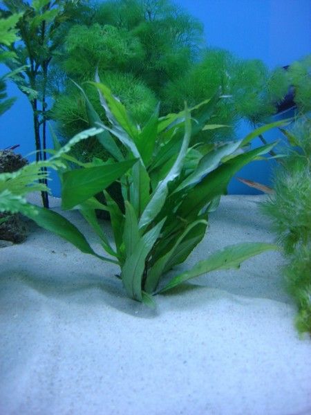 Java_Fern.jpg