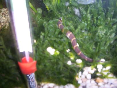 javamossloach.JPG