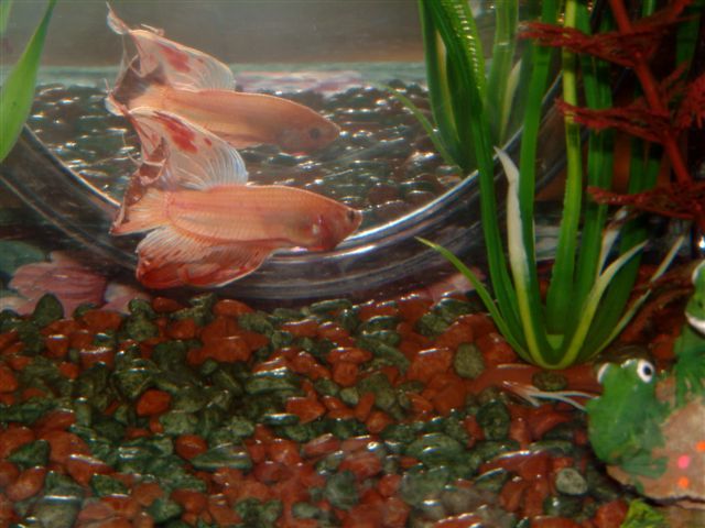 jellybeanjune407_015.jpg