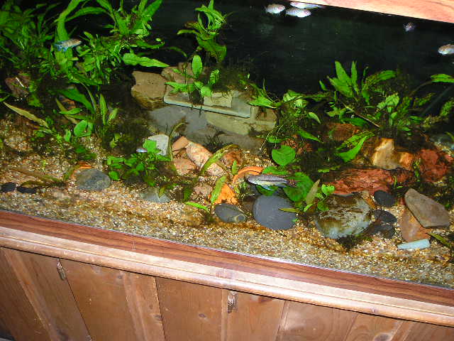 Joe_s_tank____008.jpg