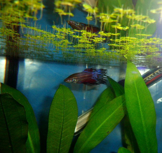 june052015-newbetta.jpg