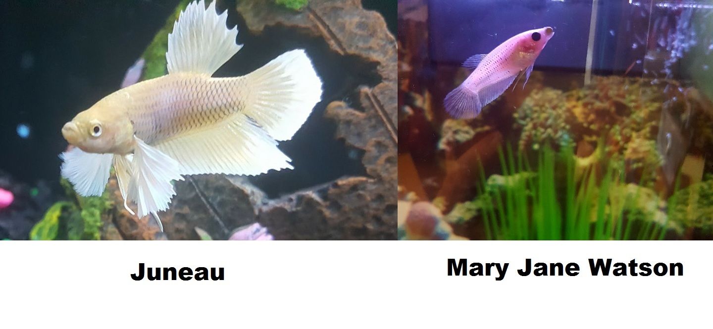 Juneau & Mary Jane Watson 001.jpg