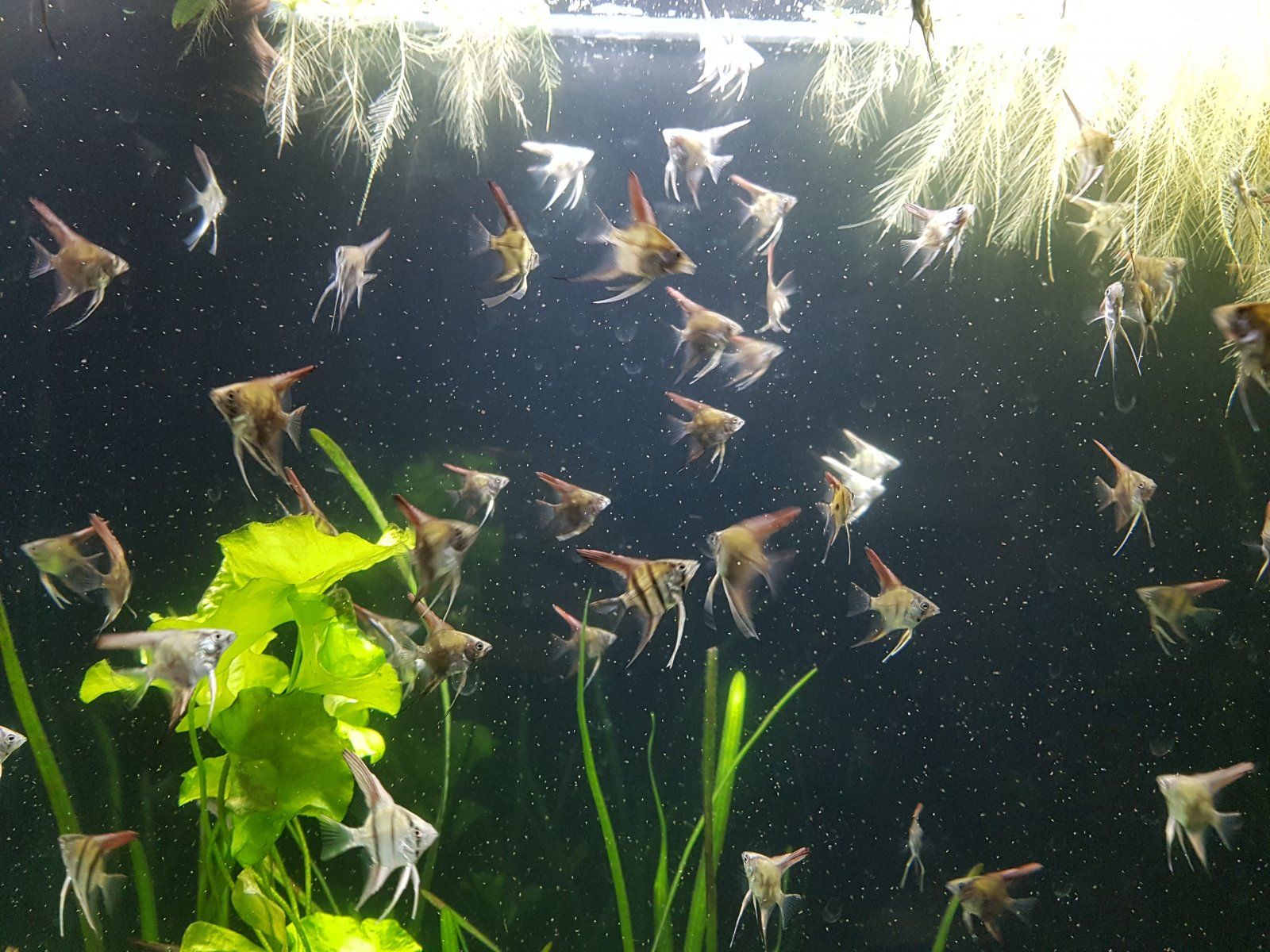 Juvenile Angels 1.jpg