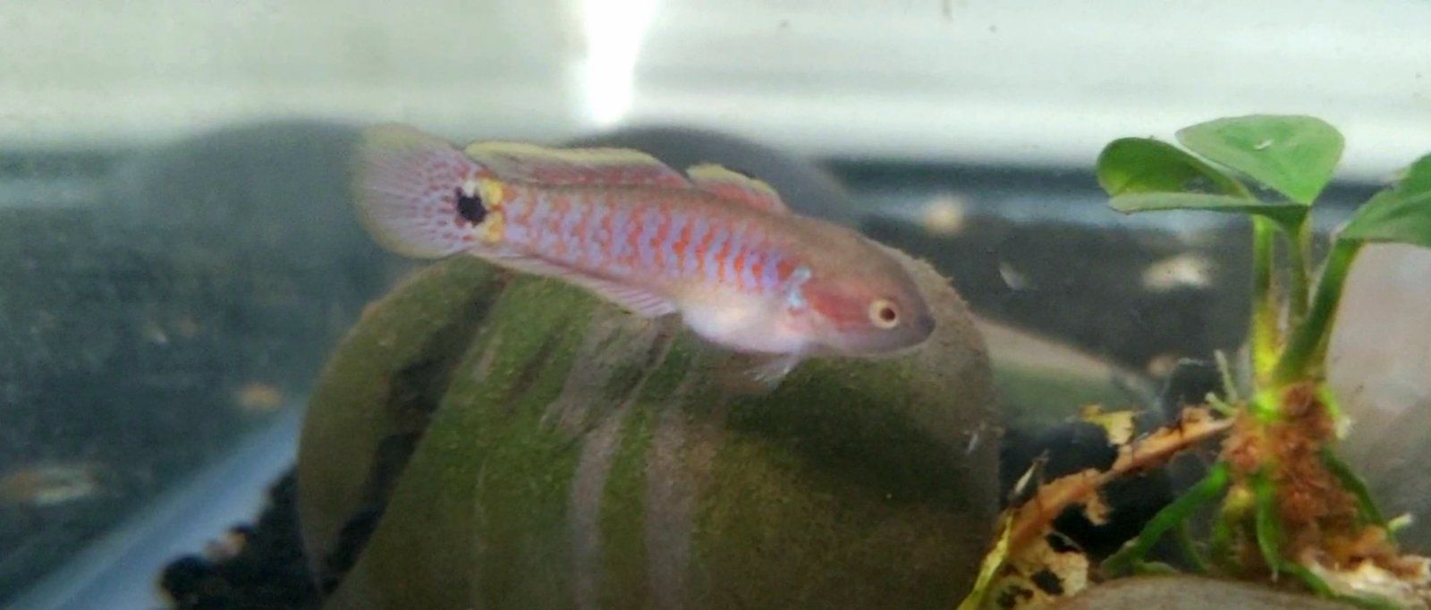 Juvenile Peacock Gudgeon [Male]