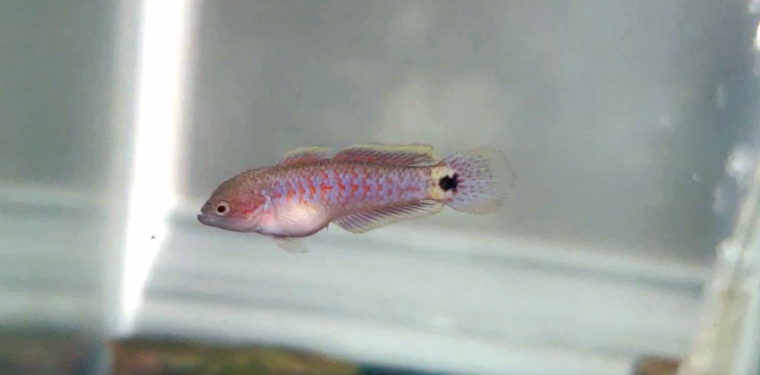 Juvenile Peacock Gudgeon [Male]