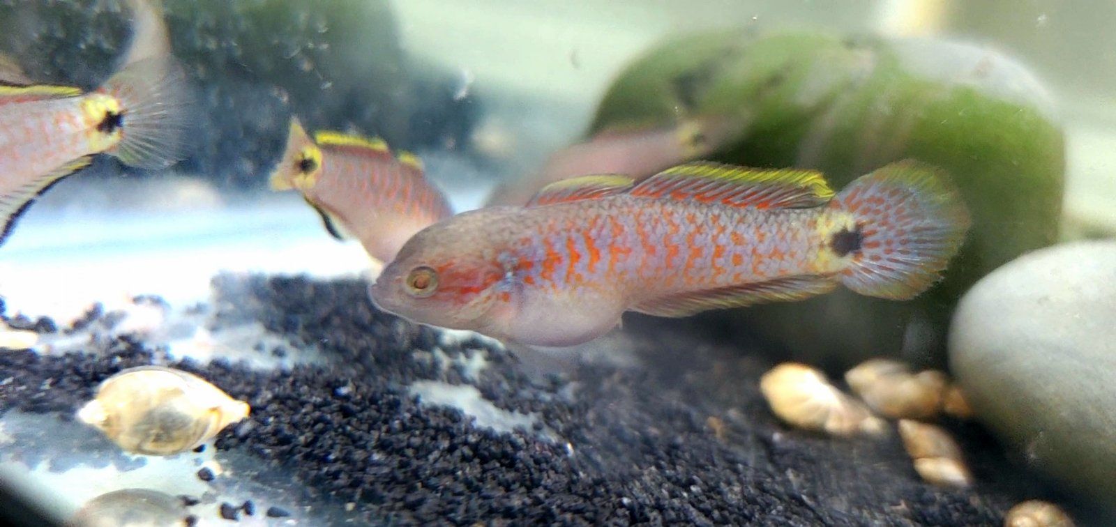 Juvenile Peacock Gudgeon [Male]