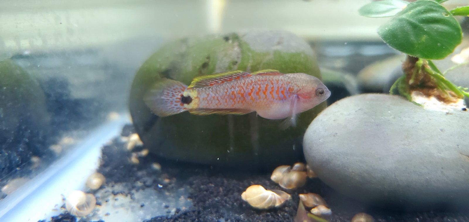 Juvenile Peacock Gudgeon [Male]