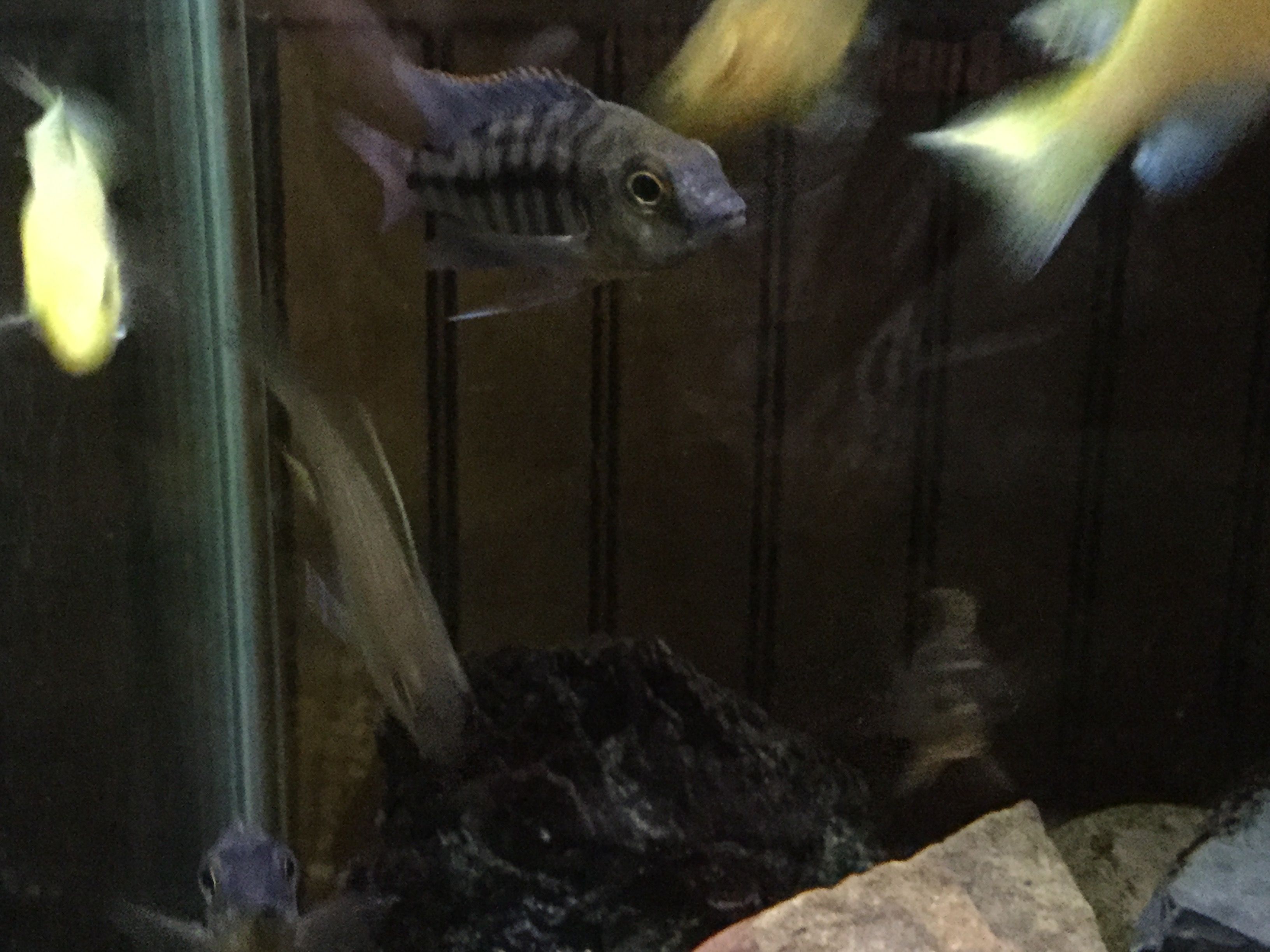 juvenile red empress peacock.JPG