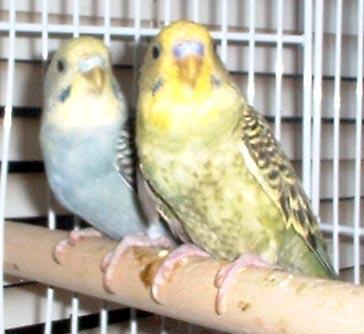 keets.JPG