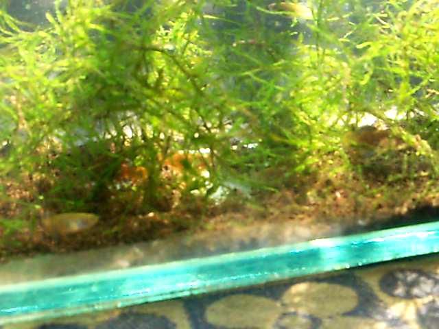 Killies_Hiding.jpg