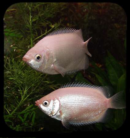 kissinggourami.jpg