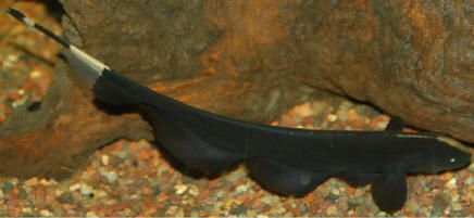 Knife,92.jpg