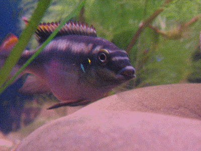 kribensis2.gif