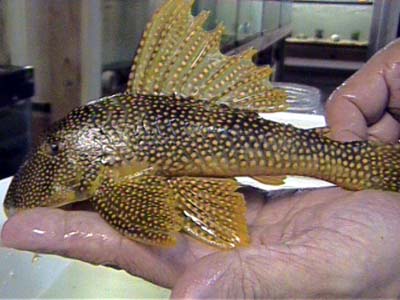 L14_Goldy_Pleco_10.5in._6.JPG