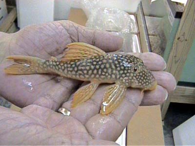 L14_Goldy_Pleco_7in._2.JPG