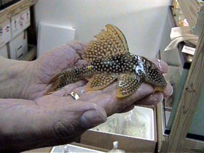 L14_Goldy_Pleco_9in._1.JPG