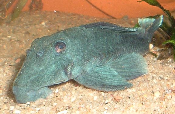 l239.jpg