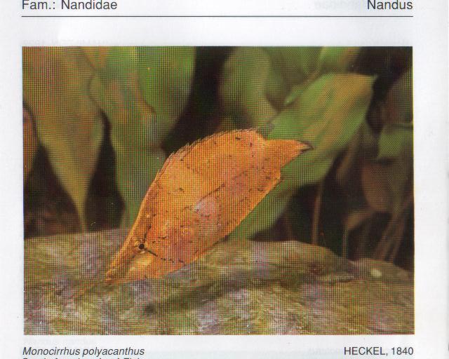 leaf_fish.jpg