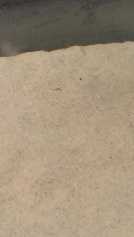 leech.jpg