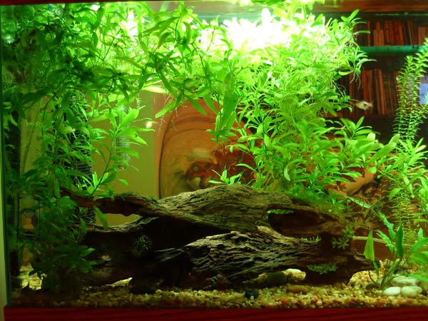 left_tank_pic.JPG