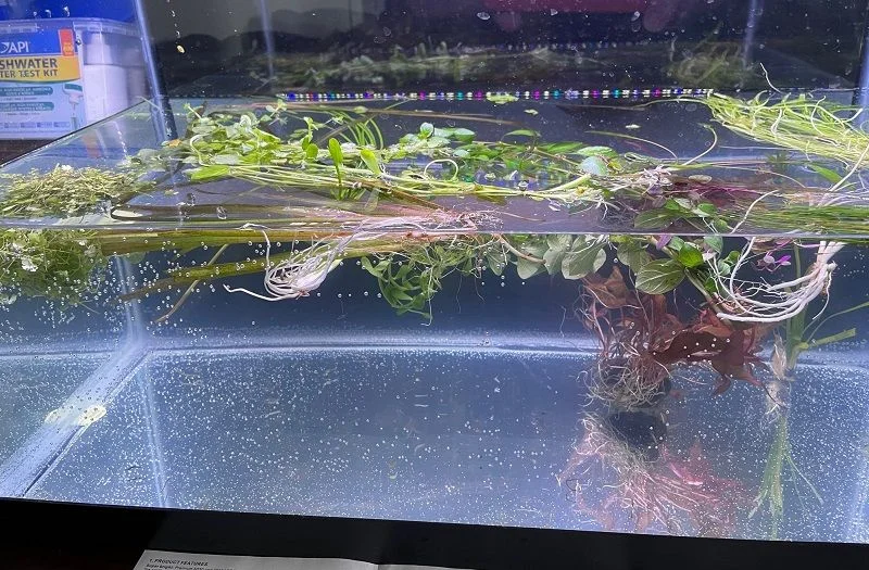 leftover plants.jpg