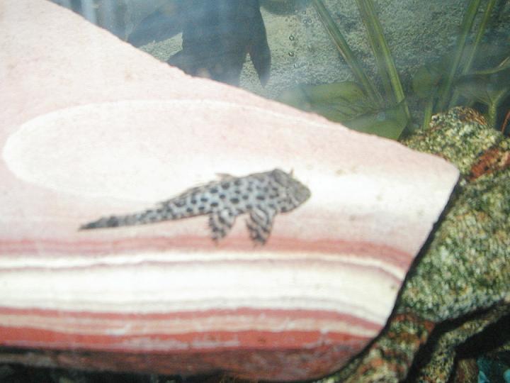 leopard_pleco.jpg