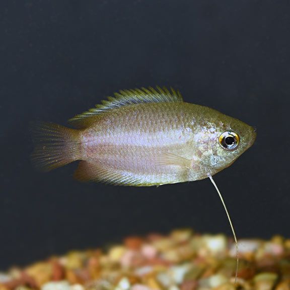 lg_89814_Honey_Dwarf_Gourami.jpg